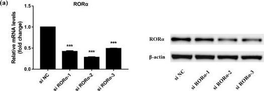 Fig.5.A showing Western Blotting in a Rattus norvegicus (Rat) sample from the publication: RORα Regulates Odontoblastic Differentiation and Mediates the Pro-Odontogenic Effect of Melatonin on Dental Papilla Cells.