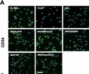 CD54/ICAM-1 (E3Q9N) Rabbit Monoclonal Antibody | Cell Signaling