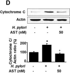 Fig.2.D showing Western Blotting from the publication: Effect of Astaxanthin on Activation of Autophagy and Inhibition of Apoptosis in Helicobacter pylori-Infected Gastric Epithelial Cell Line AGS.