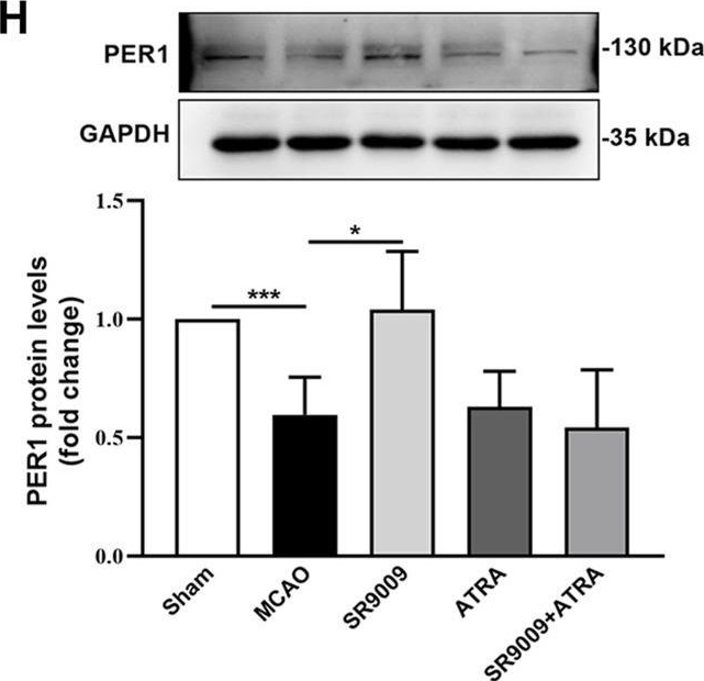 Fig.6.H showing Western Blotting in a Mus musculus (House mouse) sample from the publication: Rev-erbα agonist SR9009 protects against cerebral ischemic injury through mechanisms involving Nrf2 pathway.