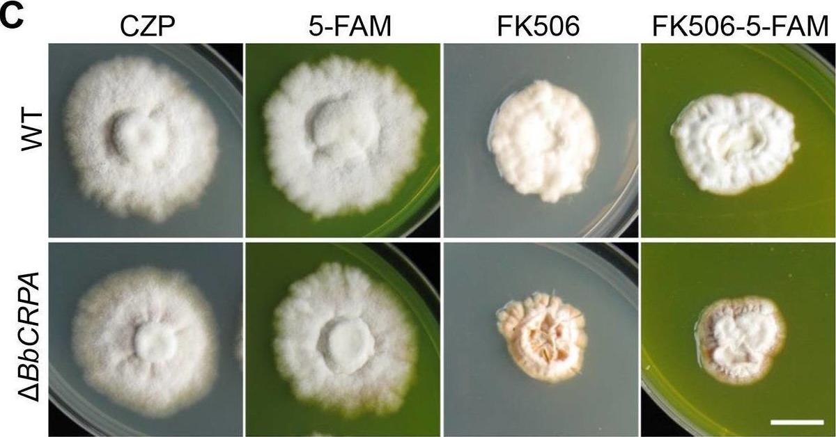 Fig.2.C from the publication: Cell detoxification of secondary metabolites by P4-ATPase-mediated vesicle transport.