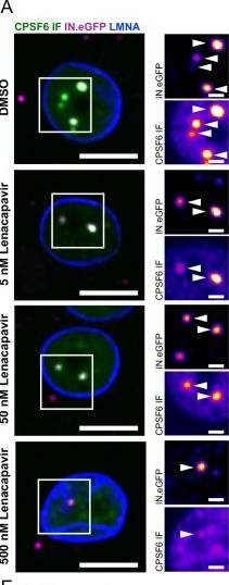 Fig.2.A showing Immunocytochemistry-immunofluorescence in a Homo sapiens (Human) sample from the publication: Lenacapavir-induced capsid damage uncovers HIV-1 genomes emanating from nuclear speckles.