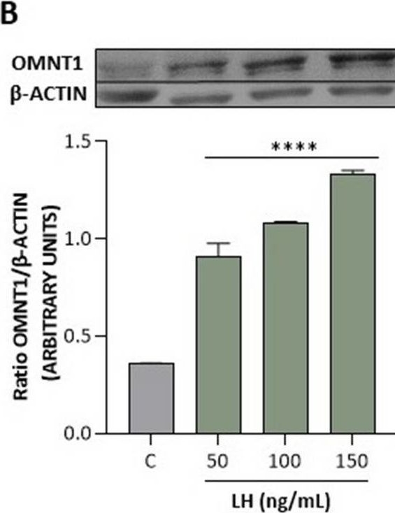 Fig.4.B showing Western Blotting in a Mus musculus (House mouse) sample from the publication: Plasma level of omentin-1, its expression, and its regulation by gonadotropin-releasing hormone and gonadotropins in porcine anterior pituitary cells.