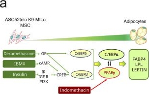 Fig.4.A from the publication: Live monitoring uncovers divergent epigenetic remodeling during osteogenic and adipogenic differentiation of mesenchymal stem cells.