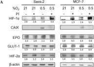 Fig.1.A showing Western Blotting in a Homo sapiens (Human) sample from the publication: Bortezomib attenuates HIF-1- but not HIF-2-mediated transcriptional activation.