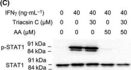 Fig.9.C showing Western Blotting from the publication: Arachidonic acid, a clinically adverse mediator in the ovarian cancer microenvironment, impairs JAK-STAT signaling in macrophages by perturbing lipid raft structures.