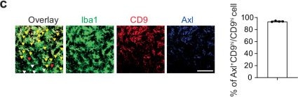 Fig.5.C showing Immunohistochemistry-immunofluorescence from the publication: FcγR- and CD9-dependent synapse-engulfing microglia in the thalamus drive cognitive impairment following cortical brain damage in mice.