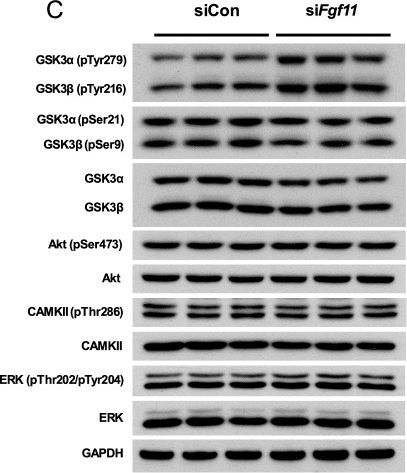 Fig.5.C showing Western Blotting from the publication: Silencing of hypothalamic FGF11 prevents diet-induced obesity.