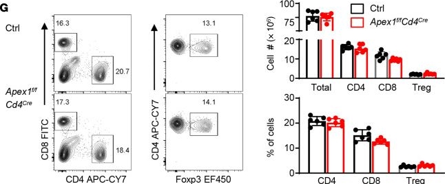 Fig.1.G showing Flow cytometry/Cell sorting in a Mus musculus (House mouse) sample from the publication: Apex1 safeguards genomic stability to ensure a cytopathic T cell fate in autoimmune disease models.