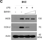 Fig.4.C showing Western Blotting in a Mus musculus (House mouse) sample from the publication: Pharmacological Inhibition of Spleen Tyrosine Kinase Suppressed Neuroinflammation and Cognitive Dysfunction in LPS-Induced Neurodegeneration Model.
