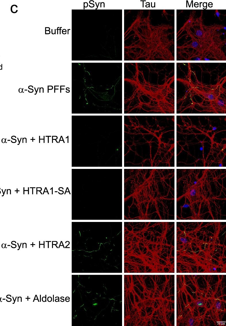 Fig.9.C showing Immunocytochemistry-immunofluorescence from the publication: HTRA1 disaggregates α-synuclein amyloid fibrils and converts them into non-toxic and seeding incompetent species.