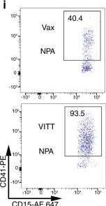 Fig.1.I showing Flow cytometry/Cell sorting in a Homo sapiens (Human) sample from the publication: NETosis and thrombosis in vaccine-induced immune thrombotic thrombocytopenia.