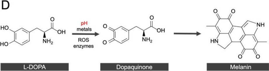 Fig.1.D from the publication: L-DOPA induces iron accumulation in roots of Ipomoea aquatica and Arabidopsis thaliana in a pH-dependent manner.