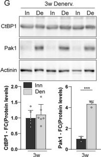 Fig.1.G showing Western Blotting in a Mus musculus (House mouse) sample from the publication: CtBP1 sustains activity-dependent muscle properties and dampens synaptic, contractile and metabolic changes triggered by denervation.