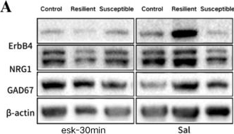 Fig.4.A showing Western Blotting in a Mus musculus (House mouse) sample from the publication: Esketamine ameliorates depression-like behavior in mice via modulation of the NRG1-ErbB4 pathway.
