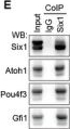 Fig.1.E showing Western Blotting in a Mus musculus (House mouse) sample from the publication: AAV-mediated Gene Cocktails Enhance Supporting Cell Reprogramming and Hair Cell Regeneration.