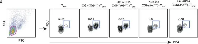 Fig.6.A showing Flow cytometry/Cell sorting in a Mus musculus (House mouse) sample from the publication: Neuronal IFN-beta-induced PI3K/Akt-FoxA1 signalling is essential for generation of FoxA1+Treg cells.