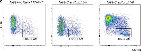 Fig.7.C showing Flow cytometry/Cell sorting in a Mus musculus (House mouse) sample from the publication: Runx1+ vascular smooth muscle cells are essential for hematopoietic stem and progenitor cell development in vivo.