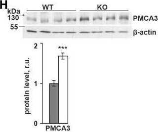 Fig.1.H showing Western Blotting in a Mus musculus (House mouse) sample from the publication: Transmembrane Prolyl 4-Hydroxylase is a Novel Regulator of Calcium Signaling in Astrocytes.