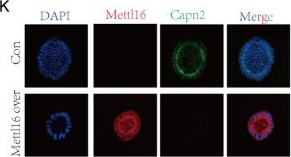 Fig.5.K showing Immunocytochemistry-immunofluorescence in a Mus musculus (House mouse) sample from the publication: METTL16 inhibits pancreatic cancer proliferation and metastasis by promoting MROH8 RNA stability and inhibiting CAPN2 expression - experimental studies.