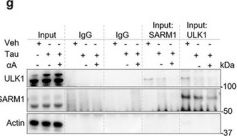 Fig.6.G showing Western Blotting in a Hippocampus (Seahorse) sample from the publication: The Mitochondrial Guardian α-Amyrin Mitigates Alzheimer's Disease Pathology via Modulation of the DLK-SARM1-ULK1 Axis.
