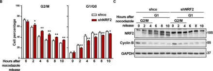 Fig.5.B showing Western Blotting from the publication: Transcription Factor NRF2 Participates in Cell Cycle Progression at the Level of G1/S and Mitotic Checkpoints.