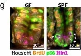 Fig.4.G showing Immunohistochemistry-immunofluorescence from the publication: A single cell survey of the microbial impacts on the mouse small intestinal epithelium.