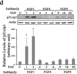 Fig.5.D showing Western Blotting from the publication: Diverse Responses of Oligodendrocytes to Different FGF-Family Members: Uncoupling Structure-Function Relationship Within FGF Subfamilies.