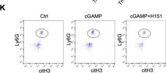 Ly-6G (E6Z1T) Rabbit Monoclonal Antibody | Cell Signaling Technology