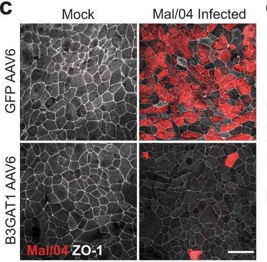 Fig.4.C showing Immunohistochemistry-immunofluorescence from the publication: Cellular glycan modification by B3GAT1 broadly restricts influenza virus infection.