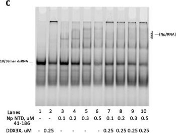 Fig.1.C showing Western Blotting from the publication: Dissecting the Interaction Domains of SARS-CoV-2 Nucleocapsid Protein and Human RNA Helicase DDX3X and Search for Potential Inhibitors.