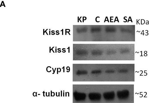 Fig.1.A showing Western Blotting in a Rattus norvegicus (Rat) sample from the publication: The interplay between kisspeptin and endocannabinoid systems modulates male hypothalamic and gonadic control of reproduction in vivo.