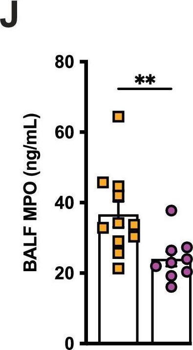 Fig.4.J showing Enzyme-linked immunosorbent assay in a Mus musculus (House mouse) sample from the publication: Hypothermia protects against ventilator-induced lung injury by limiting IL-1β release and NETs formation.