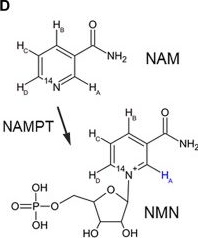 Fig.4.D from the publication: Nitrogen-15 dynamic nuclear polarization of nicotinamide derivatives in biocompatible solutions.