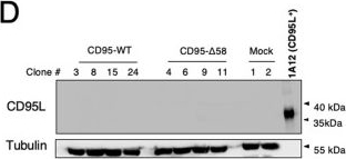 Fig.6.D showing Western Blotting from the publication: MMP7 cleavage of amino-terminal CD95 death receptor switches signaling toward non-apoptotic pathways.