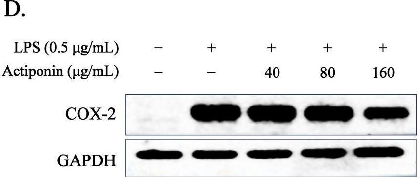 Fig.3.D showing Western Blotting in a Mus musculus (House mouse) sample from the publication: Exploring the Anti-Inflammatory Activity of the Heat-Processed Gynostemma pentaphyllum Extract (Actiponin®) in RAW264.7 Cells and Carrageenan-Induced Rat Models.