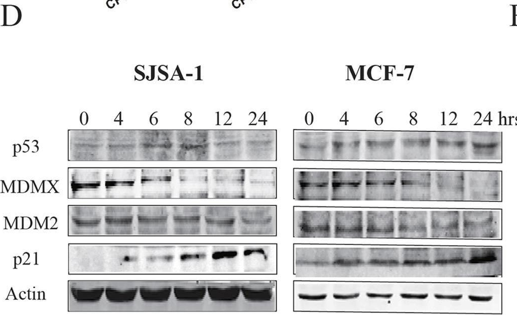Fig.7.D showing Western Blotting from the publication: CPUY201112, a novel synthetic small-molecule compound and inhibitor of heat shock protein Hsp90, induces p53-mediated apoptosis in MCF-7 cells.