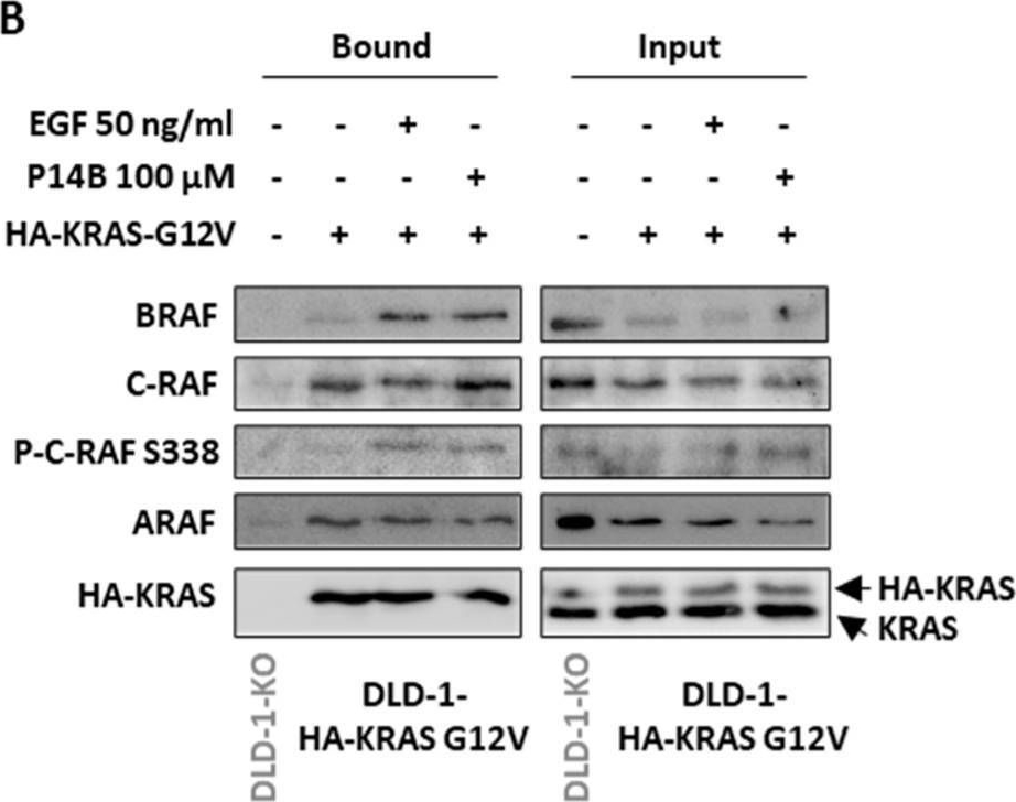 Fig.4.B from the publication: α4-α5 Helices on Surface of KRAS Can Accommodate Small Compounds That Increase KRAS Signaling While Inducing CRC Cell Death.