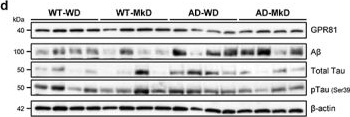 Fig.7.D showing Western Blotting in an Owl sample from the publication: A modified Mediterranean-style diet enhances brain function via specific gut-microbiome-brain mechanisms.