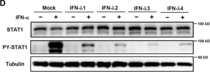 Fig.4.D showing Western Blotting in a Homo sapiens (Human) sample from the publication: IFN-λ4 potently blocks IFN-α signalling by ISG15 and USP18 in hepatitis C virus infection.