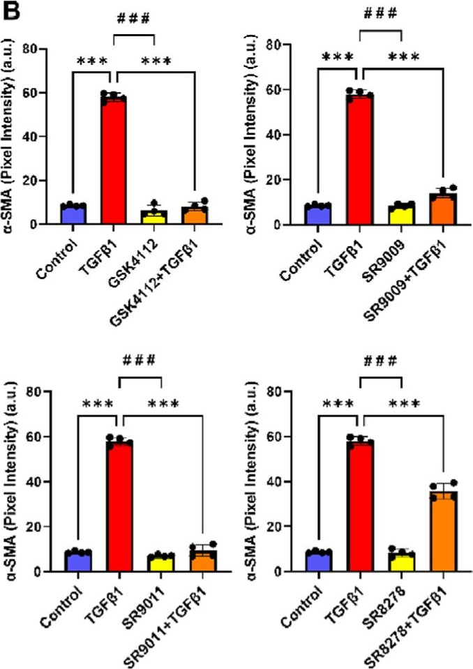 Fig.2.B from the publication: Rev-erbα agonists suppresses TGFβ1-induced fibroblast-to-myofibroblast transition and pro-fibrotic phenotype in human lung fibroblasts.