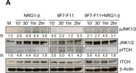 Fig.7.A showing Western Blotting from the publication: The anti-HER3 (ErbB3) therapeutic antibody 9F7-F11 induces HER3 ubiquitination and degradation in tumors through JNK1/2- dependent ITCH/AIP4 activation.