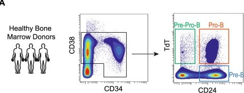 Fig.1.A showing Flow cytometry/Cell sorting in a Homo sapiens (Human) sample from the publication: Dasatinib overcomes glucocorticoid resistance in B-cell acute lymphoblastic leukemia.
