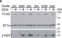 Fig.2.H showing Western Blotting from the publication: DNA damage drives antigen diversification in Trypanosoma brucei.
