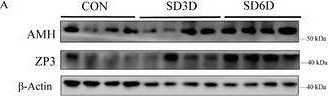 Fig.3.A showing Western Blotting in a Mus musculus (House mouse) sample from the publication: Sleep Deprivation Triggers the Excessive Activation of Ovarian Primordial Follicles via β2 Adrenergic Receptor Signaling.
