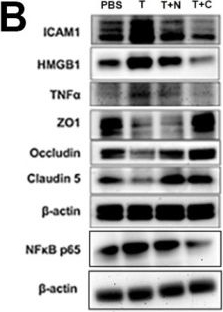 Fig.3.B showing Western Blotting in a Homo sapiens (Human) sample from the publication: Exosomes Released by Cerebrolysin-Treated Cerebral Endothelial Cells Reverse Fibrin- or tPA-Impaired Endothelial Cell Permeability.