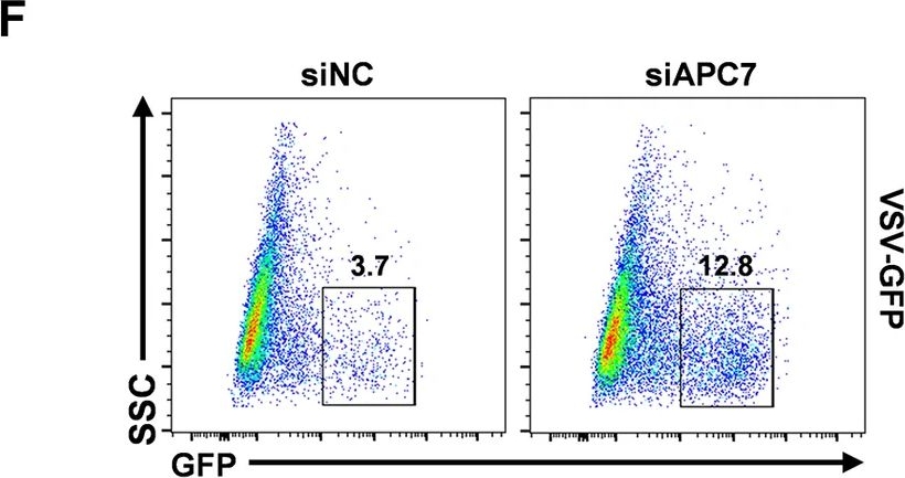 Fig.1.F showing Flow cytometry/Cell sorting in a Homo sapiens (Human) sample from the publication: The APC/C subunit APC7 exerts antiviral effects by targeting the adaptor protein MAVS.