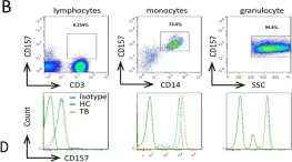 Fig.1.B showing Flow cytometry/Cell sorting from the publication: CD157 Confers Host Resistance to Mycobacterium tuberculosis via TLR2-CD157-PKCzeta-Induced Reactive Oxygen Species Production.
