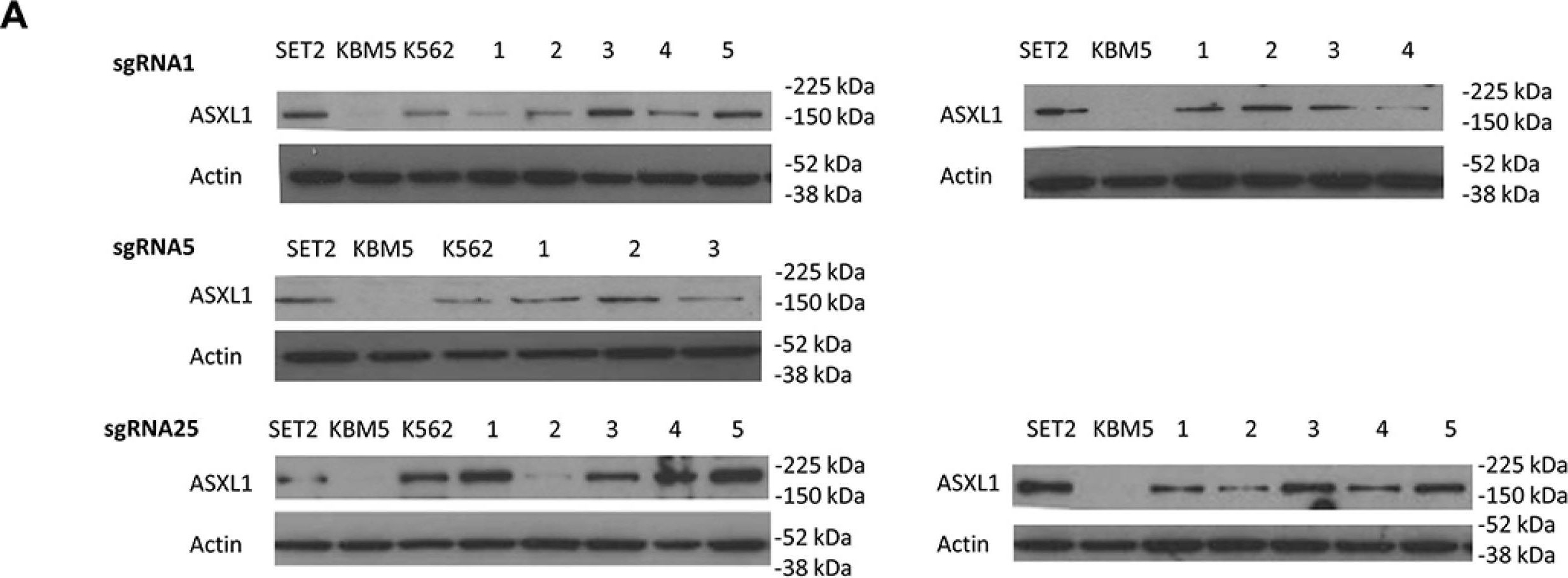 Fig.2.A showing Western Blotting in a Homo sapiens (Human) sample from the publication: ASXL1 mutation correction by CRISPR/Cas9 restores gene function in leukemia cells and increases survival in mouse xenografts.