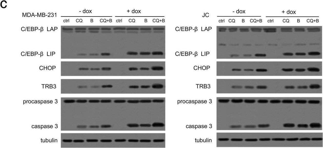Fig.2.C showing Western Blotting in a Homo sapiens (Human) sample from the publication: Increasing intratumor C/EBP-β LIP and nitric oxide levels overcome resistance to doxorubicin in triple negative breast cancer.